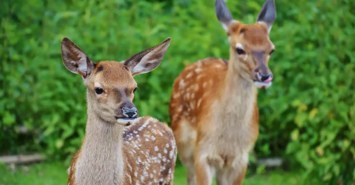 Bambi tekenen: Leer hoe je het hertje tekent