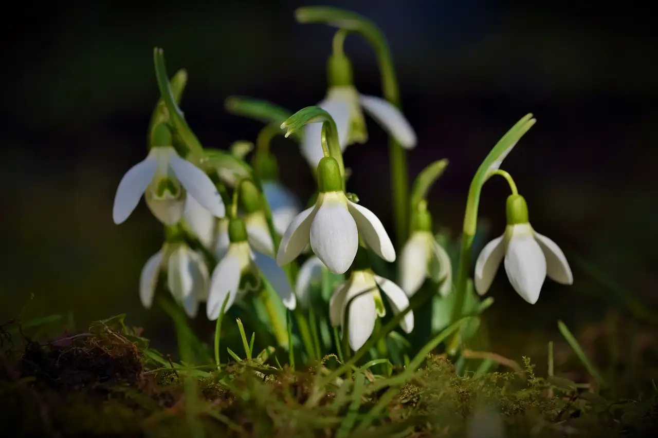 Bloemen tekenen: Stap-voor-stap handleiding voor beginners