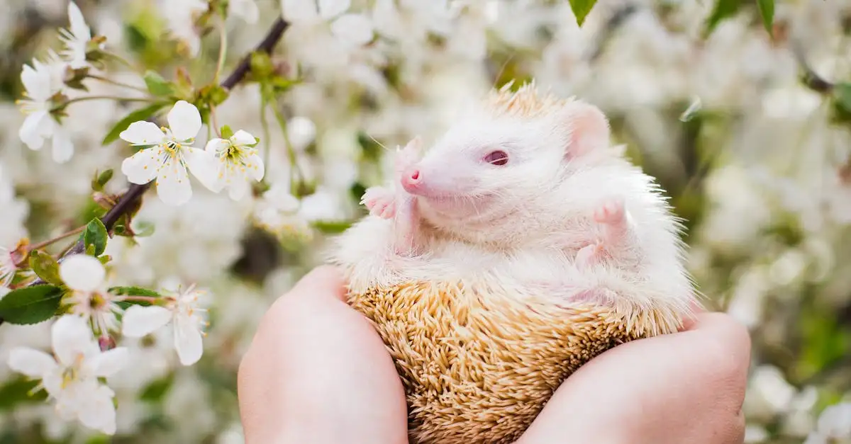 Egel tekenen: Stap voor stap een schattige egel leren