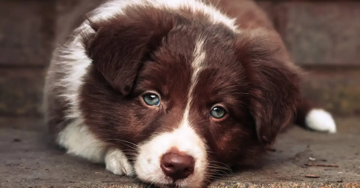 Hond tekenen in stappen: eenvoudige gids