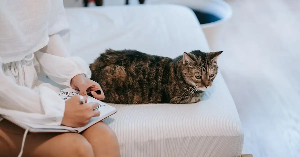 Leer hoe je een kat tekent in duidelijke stappen