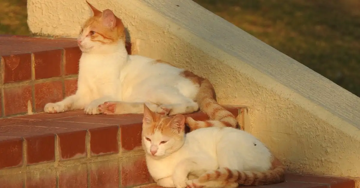 Leer hoe je een kat tekent: eenvoudige stappen