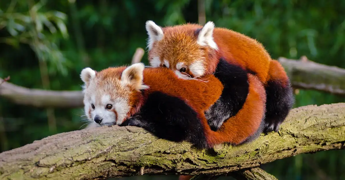 Kawaii dieren leren tekenen: eenvoudige stappen