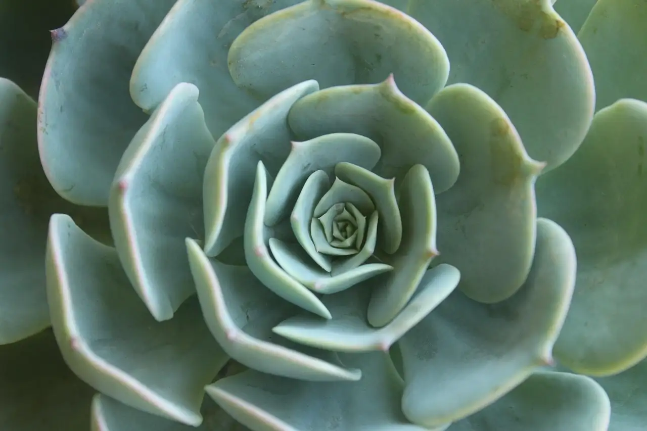 Mandala tekenen voor beginners: een stap-voor-stap gids
