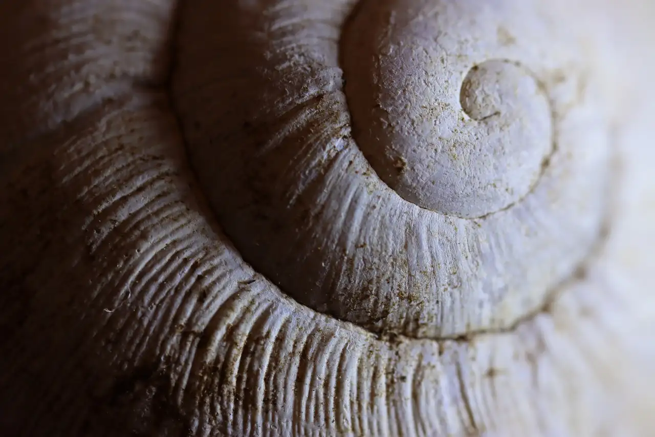 Spiraal tekenen: eenvoudige stappen voor perfecte spiralen